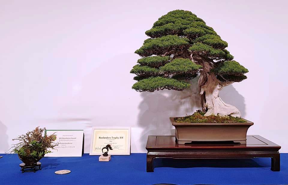 Nominación Coníferas y premio BCI - Juniperus Itoigawa by David Benavente