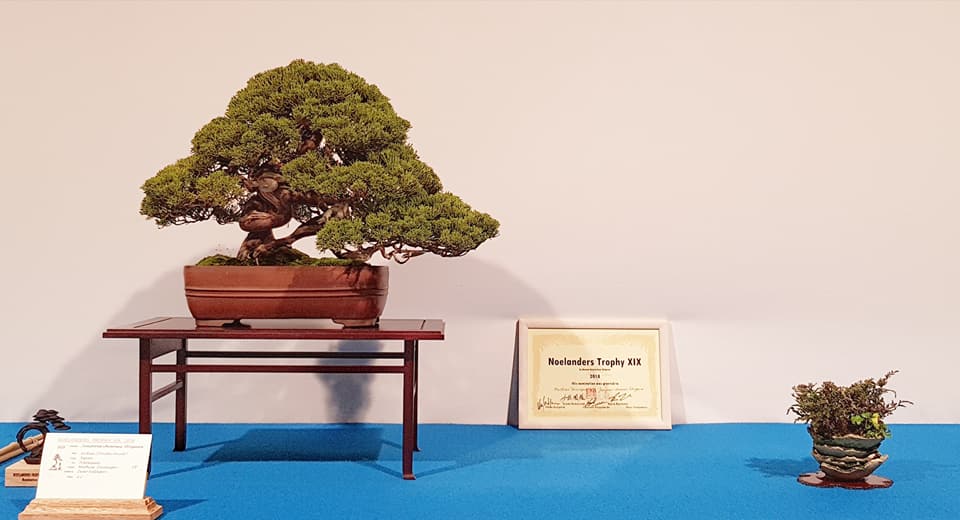 Nominación Kifu Juniperus-Itoigawa by Mathias Deininger