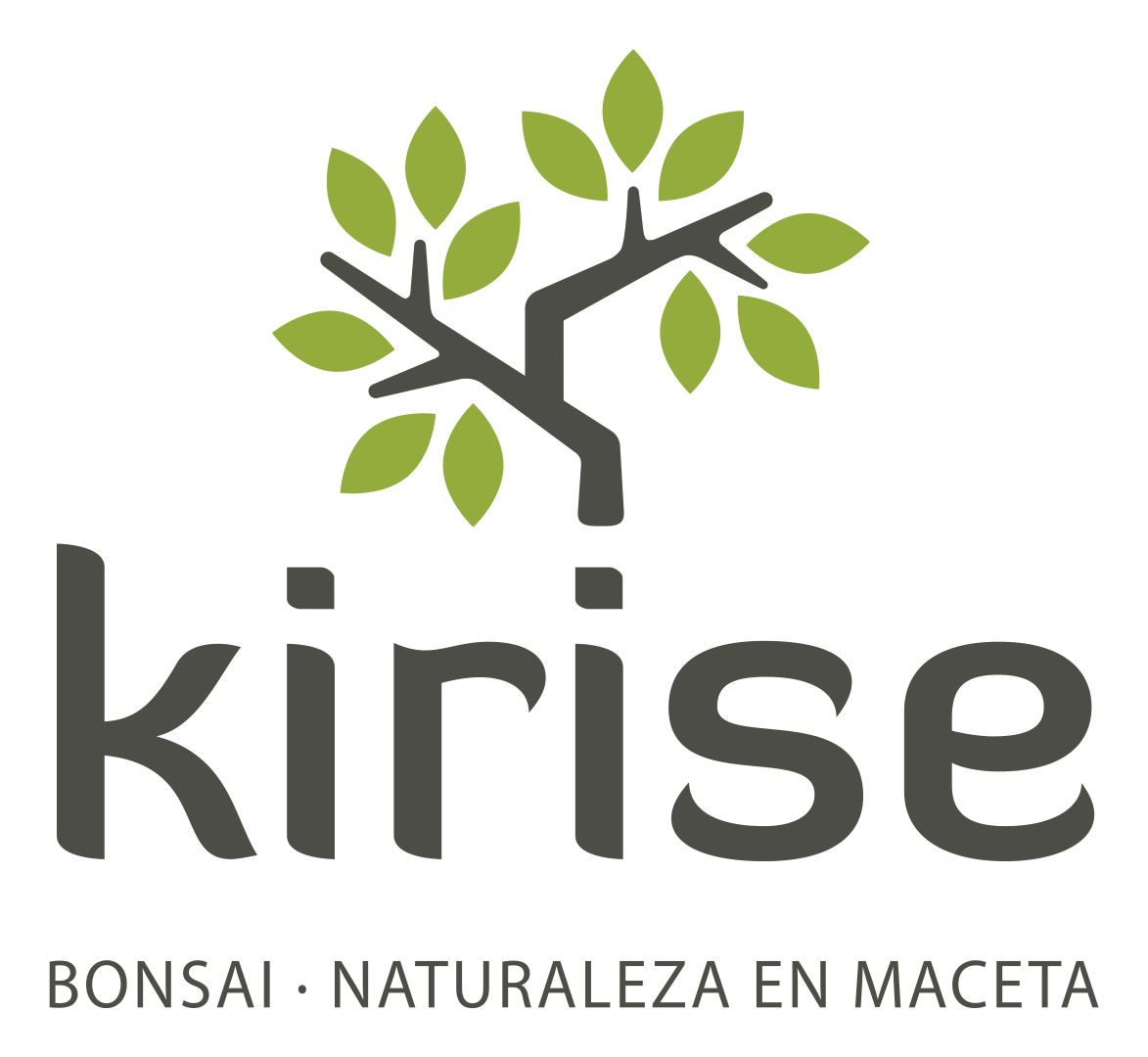 Kirise Bonsai - Valladolid