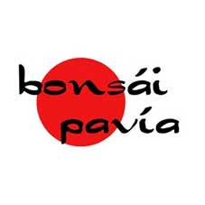Bonsai Pavia - Alicante